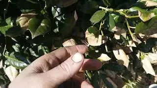 Purple Leaf Scorch on Holly Trees and Bushes