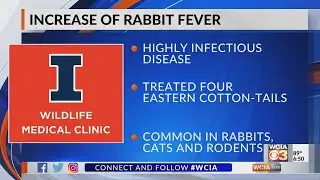 Wildlife Medical Clinic warns of rabbit fever in Central Illinois