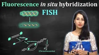 Fluorescence In Situ Hybridization - FISH Technique II Principle , Procedure, Applications