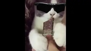 Tarkov cats sfx