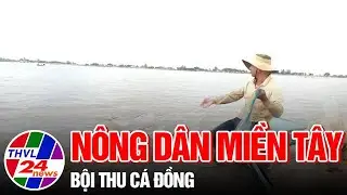Nông dân miền Tây bội thu cá đồng