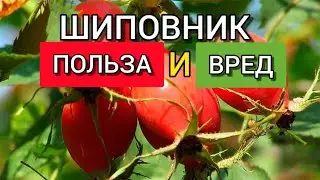 Шиповник: польза и вред.