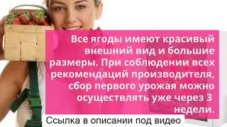 Чудо ягодница сказочный сбор отзывы - чудо-ягодница сказочный сбор голландская клубника.