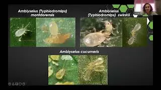 Защита от трипса