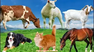 Habitats of Familiar Animals: Horse, Goat, Dog, Cow, Cat, Sheep - Animal Videos