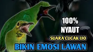 pancingan CUCAK IJO BUKA PARUH, bikin emosi bongkar isian