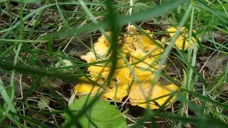 СЪЕДОБНЫЕ  ГРИБЫ     ФОТО   С  НАЗВАНИЯМИ