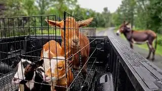 Meet Our Farm's New Goats (Was this a bad idea?)