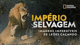 Império Selvagem: Imagens imperdíveis de leões caçando