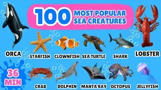 100 Most Popular Sea Creatures | Learn Ocean Animal Names & Fun English Vocabulary for Kids!