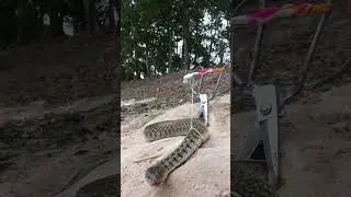 Amazing Snake Trap #snakeinhole #snaketrap #shorts #viral #diytrap