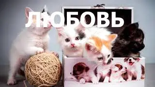 Ольга Шпак: Любовь мягкая