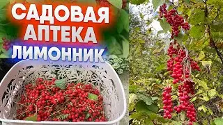 Садовая аптека   лимонник