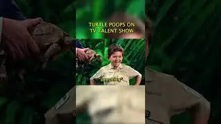 Turtle poops during talent show🐢💩 
