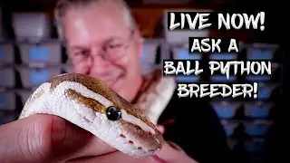 Live Now!  Ask A Ball Python Breeder Anything!