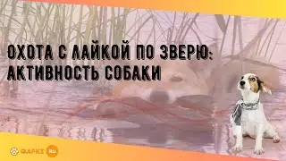 Охота с лайкой по зверю: активность собаки