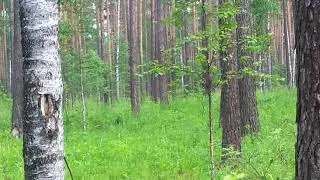 Самка глухаря копалуха с выводком птенцов глухарят