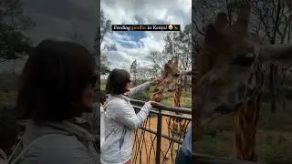 Feeding Giraffes in Kenya! 🦒😍