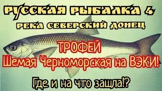 РР4. Северский Донец. ТРОФЕЙ Шемая Черноморская на Вэки при ловле Солнечного окуня! Где ловить!?