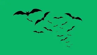 Bats flying green screen video no copyright | Green screen bats flying