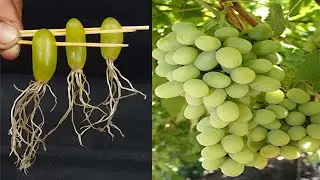 Simple method propagate grape tree with water,, growing grape tree at home