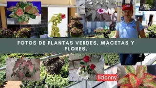 Fotos de plantas, macetas y flores para disfrutar.  Liclonny