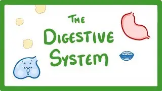 GCSE Biology - Digestive System  #18