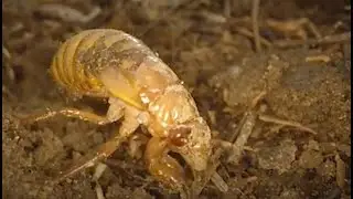 Invaders from underground are coming in cicada-geddon. It's the biggest bug emergence in centuries