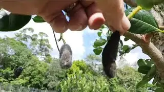 Jackfruit tree pruning & what are the black ones that fall off?!