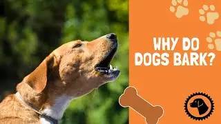 Hmmm. Why do DOGS Bark?  | DOG BLOG 🐶 #BrooklynsCorner