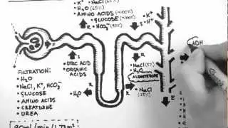 Nephron Function