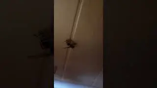ГЕНИАЛЬНЫЙ ШЕРШЕНЬ