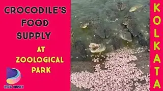 Crocodile's food supply in Kolkata Zoological park #crocodile #kolkata #zoologicalpark