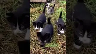 Cute kittens 🐱