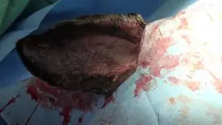 Bite Wound in Ear of Dog