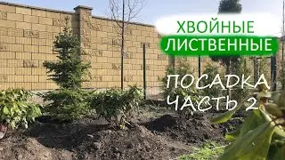 ХВОЙНЫЕ | ЛИСТВЕННЫЕ посадка часть 2