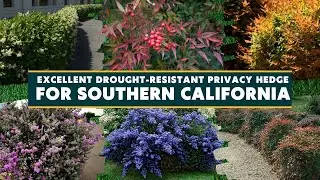 7 Excellent Drought Resistant Privacy Hedge Options for Southern California 🌺🍃