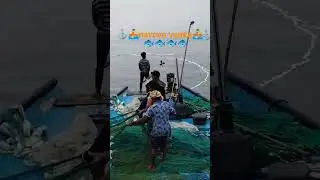 # tuna fishes in bayof Bengal