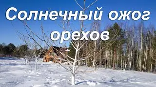 Солнечный ожог орехов