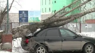 Деревья упали на машины в Ижевске