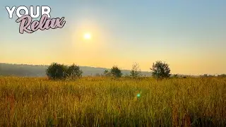 Relaxing singing of morning birds on a beautiful summer meadow. 3 hours of video in 4K.