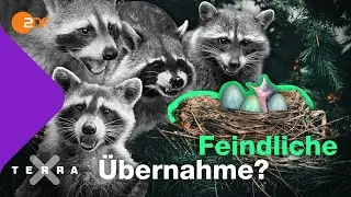 Wenn Tiere und Pflanzen zu Eindringlingen werden | Terra X plus