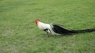 Silver Duckwing Phoenix Bantam Rooster.