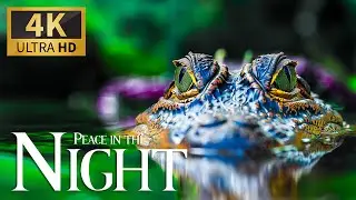 Peace In The Night 🐾 Peaceful Piano Sounds 🎶 Official Music Video