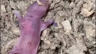 HOW TO CARE FOR ORPHANED BABY HAMSTERS OR PINKIES