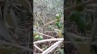 Olive Season