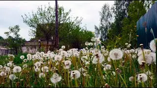 Beautiful nature in spring. Background sounds for study, sleep.