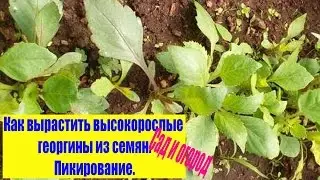 Как вырастить высокорослые георгины из семян.Пикирование. Сад и огород выпуск 147