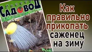 КАК ПРАВИЛЬНО ПРИКОПАТЬ САЖЕНЕЦ НА ЗИМУ