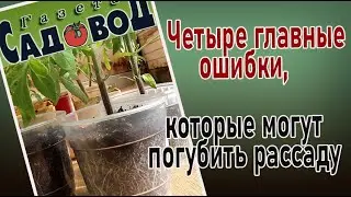 Четыре главные ошибки, которые могут погубить рассаду